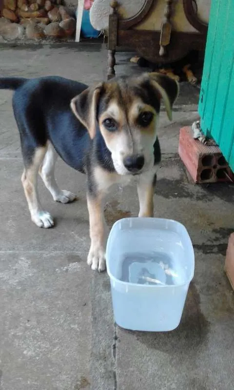 Cachorro ra a vira lata idade 2 a 6 meses nome branquinha