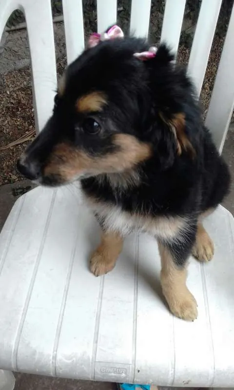 Cachorro ra a vira lata idade 2 a 6 meses nome bolota