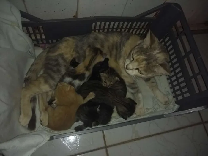 Gato ra a  idade Abaixo de 2 meses nome Malu