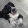 Kayo