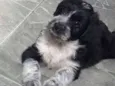 Kayo