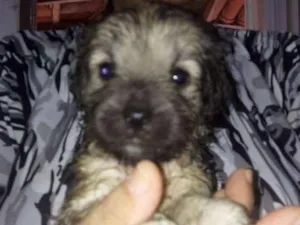 Cachorro raça SRD idade Abaixo de 2 meses nome Sem nome