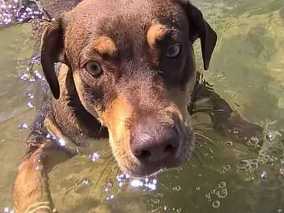 Cachorro ra a Mestiça idade 2 anos nome Safira