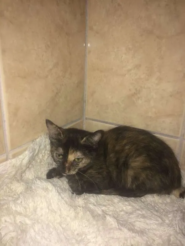 Gato ra a SRD idade Abaixo de 2 meses nome Linda e Melindra