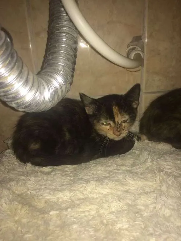 Gato ra a SRD idade Abaixo de 2 meses nome Linda e Melindra