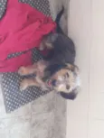Perola