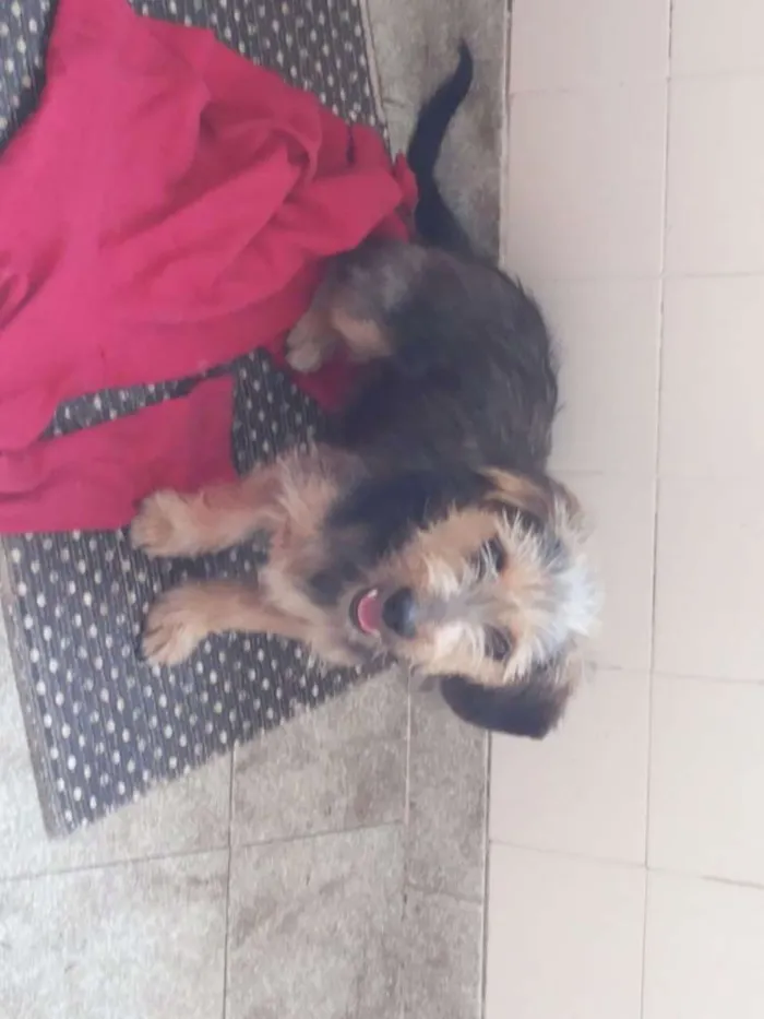 Cachorro ra a Grifon idade 7 a 11 meses nome Perola