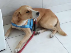 Cachorro raça SRD idade 3 anos nome spaik