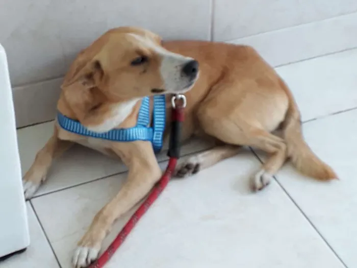 Cachorro ra a SRD idade 3 anos nome spaik