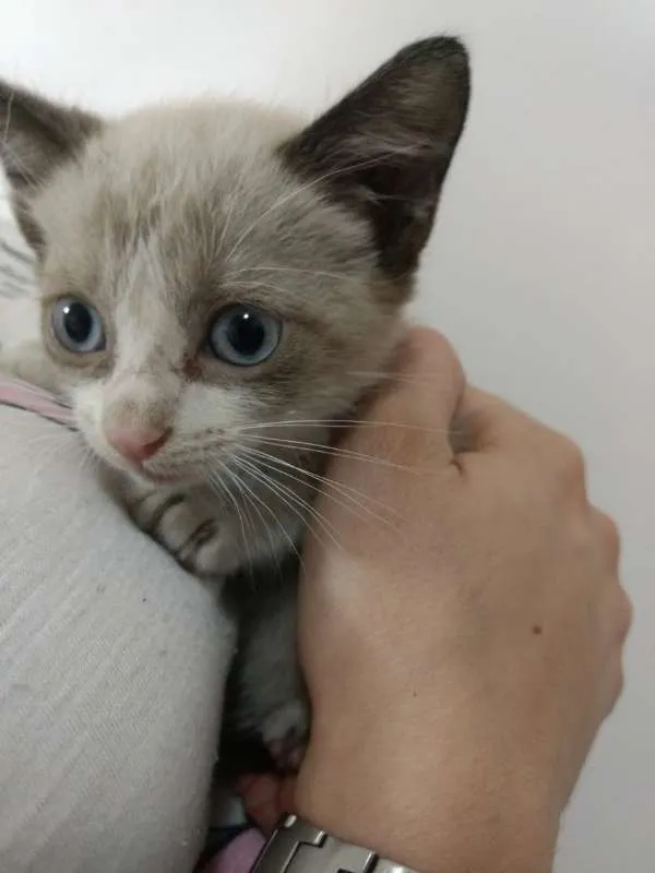 Gato ra a SRD idade 2 a 6 meses nome Poli
