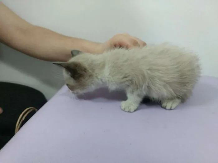 Gato ra a SRD idade 2 a 6 meses nome Poli