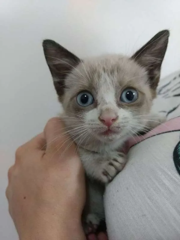 Gato ra a SRD idade 2 a 6 meses nome Poli