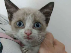 Gato raça SRD idade 2 a 6 meses nome Poli