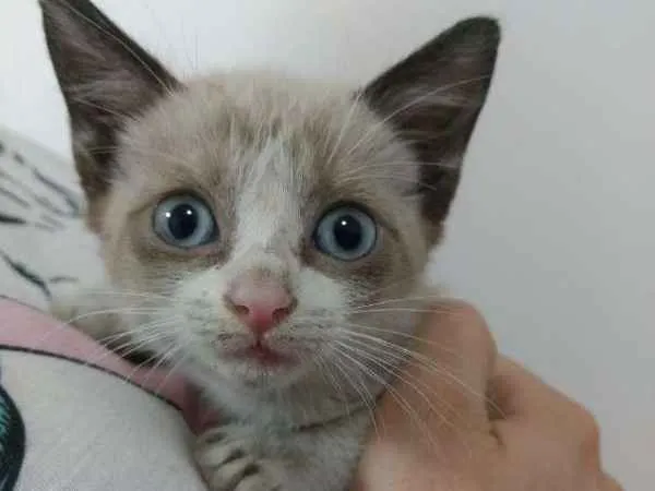 Gato ra a SRD idade 2 a 6 meses nome Poli