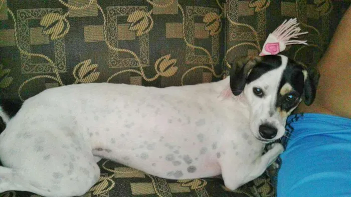 Cachorro ra a SRD idade 1 ano nome HORANA