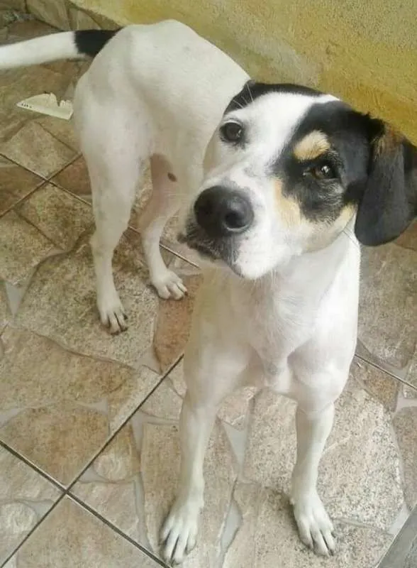 Cachorro ra a SRD idade 1 ano nome HORANA