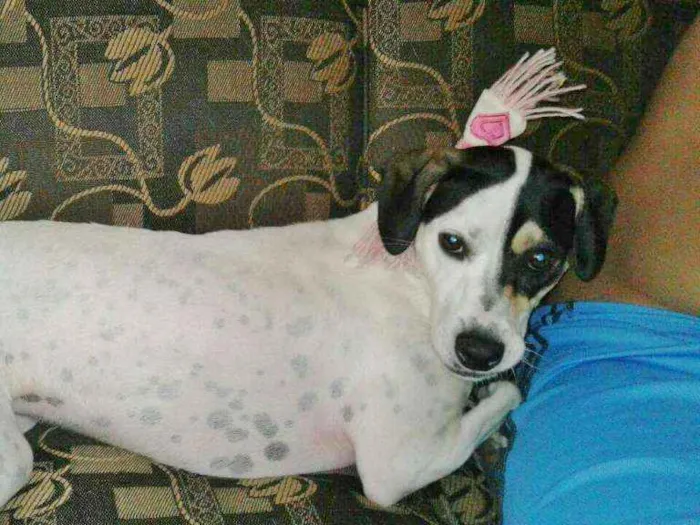 Cachorro ra a SRD idade 1 ano nome HORANA
