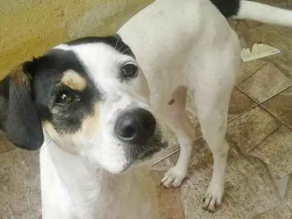 Cachorro ra a SRD idade 1 ano nome HORANA