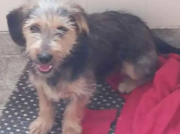 Cachorro ra a Grifon idade 7 a 11 meses nome Perola