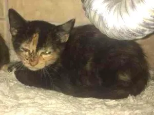 Gato raça SRD idade Abaixo de 2 meses nome Linda e Melindra