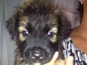 Cachorro raça SRD idade Abaixo de 2 meses nome Sem Nome