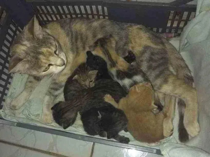 Gato ra a  idade Abaixo de 2 meses nome Malu