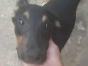 Cachorro raça Vira lata idade 7 a 11 meses nome Astor