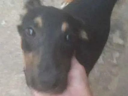 Cachorro ra a Vira lata idade 7 a 11 meses nome Astor