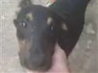 Cachorro raça Vira lata idade 7 a 11 meses nome Astor