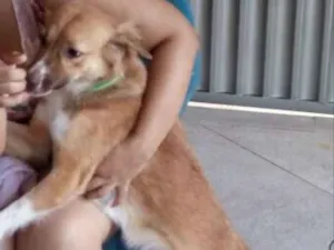 Cachorro raça SRD idade 1 ano nome Menina