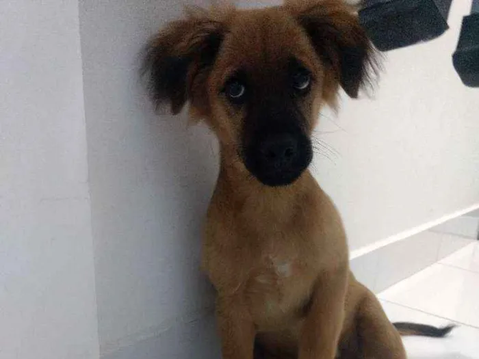 Cachorro ra a SRD idade 2 a 6 meses nome Teco