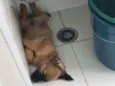 Teco