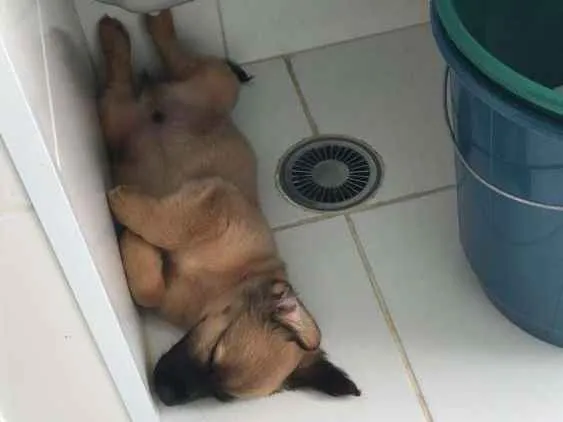 Cachorro ra a SRD idade 2 a 6 meses nome Teco