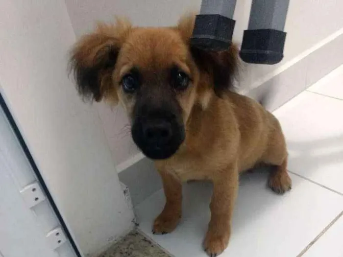 Cachorro ra a SRD idade 2 a 6 meses nome Teco
