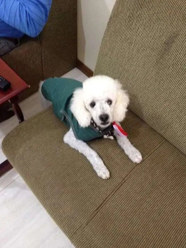 Cachorro ra a poodle idade 4 anos nome Luck