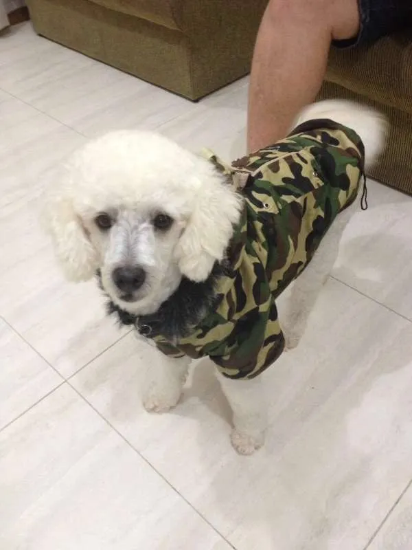 Cachorro ra a poodle idade 4 anos nome Luck