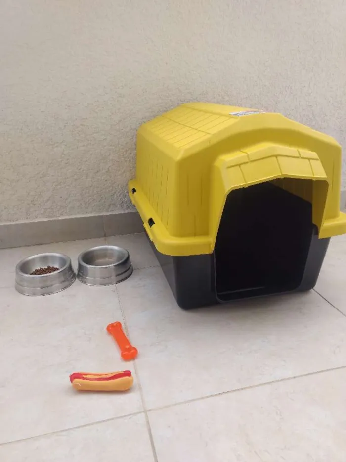 Cachorro ra a SRD idade 2 a 6 meses nome Teco