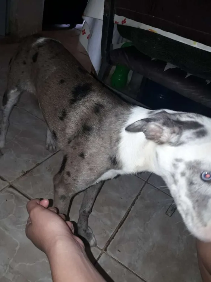 Cachorro raça Vira lata idade 2 a 6 meses nome Marie