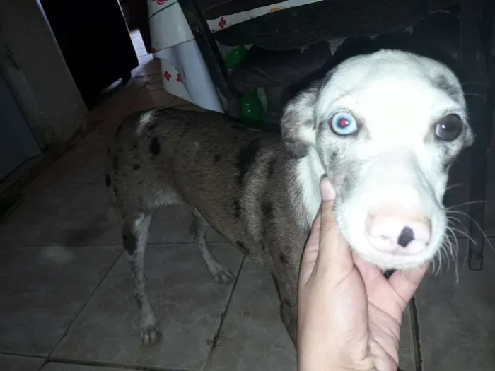 Cachorro raça Vira lata idade 2 a 6 meses nome Marie