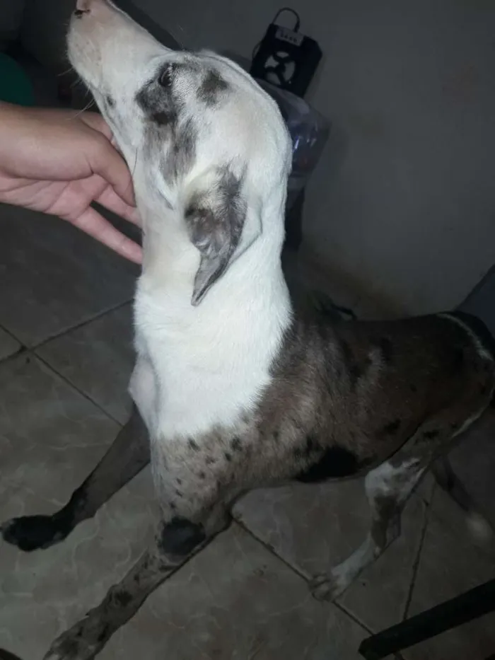 Cachorro raça Vira lata idade 2 a 6 meses nome Marie