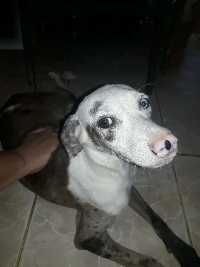 Cachorro raça Vira lata idade 2 a 6 meses nome Marie