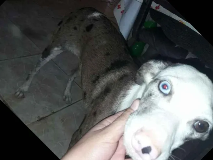 Cachorro raça Vira lata idade 2 a 6 meses nome Marie
