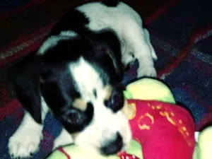 Cachorro raça Salsicha  idade Abaixo de 2 meses nome Nino