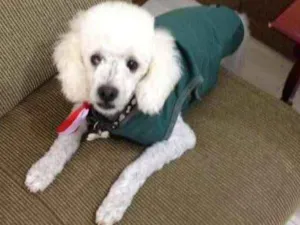 Cachorro raça poodle idade 4 anos nome Luck