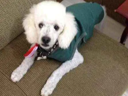 Cachorro ra a poodle idade 4 anos nome Luck