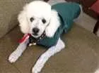 Cachorro raça poodle idade 4 anos nome Luck
