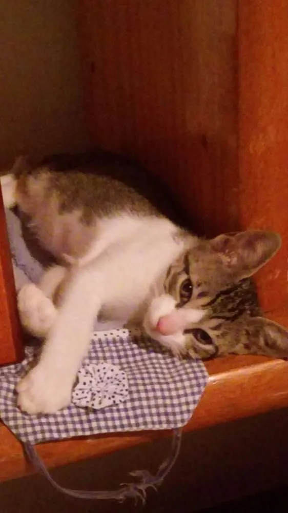 Gato ra a SRD idade 2 a 6 meses nome Tommy, Billy 