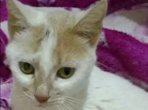 Gato raça SRD idade 6 ou mais anos nome Branca