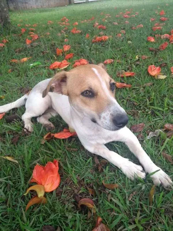 Cachorro ra a Sem Raça definida idade 1 ano nome Kiara