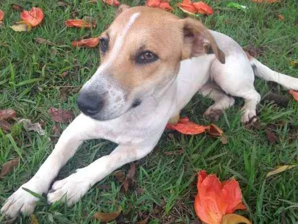 Cachorro ra a Sem Raça definida idade 1 ano nome Kiara